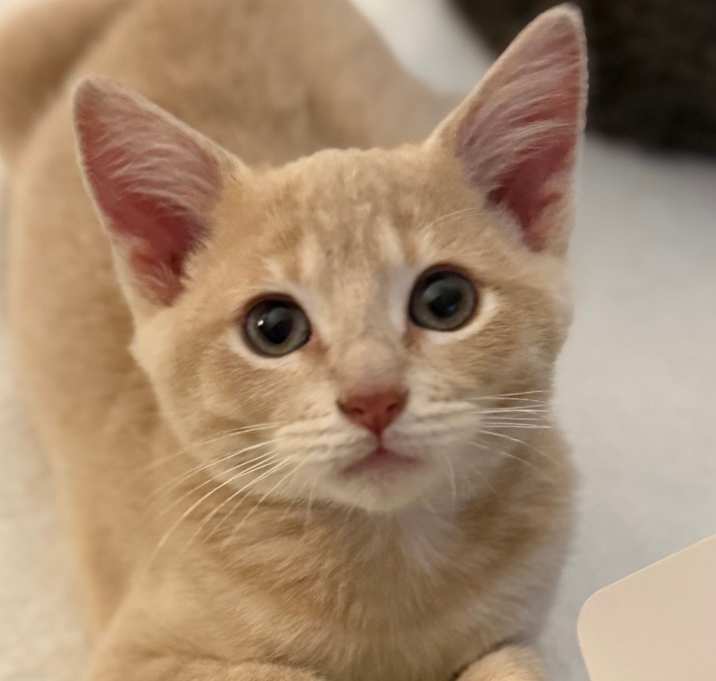 Photo of Hey, Arnold