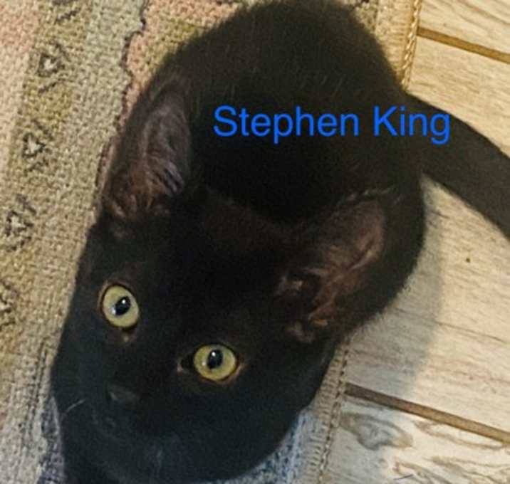 Photo of Stephen King
