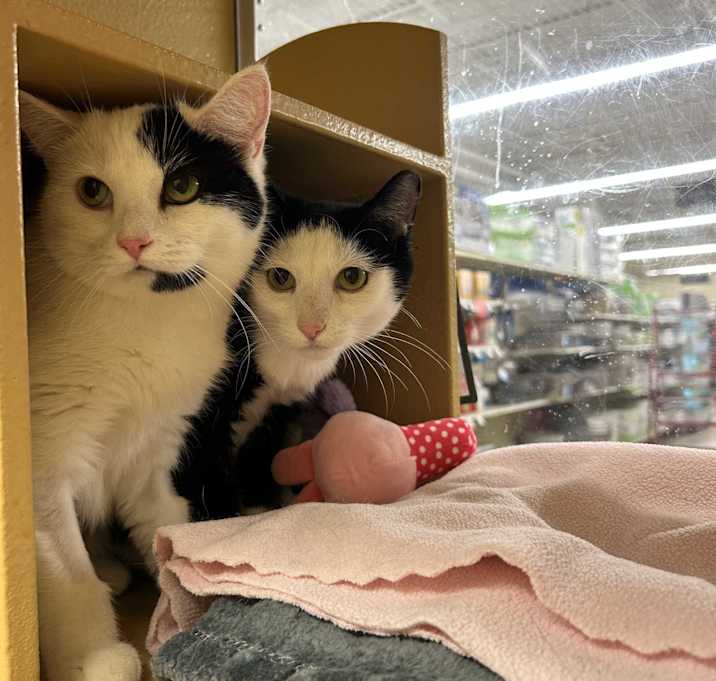 Photo of Momma Kitty & Sister