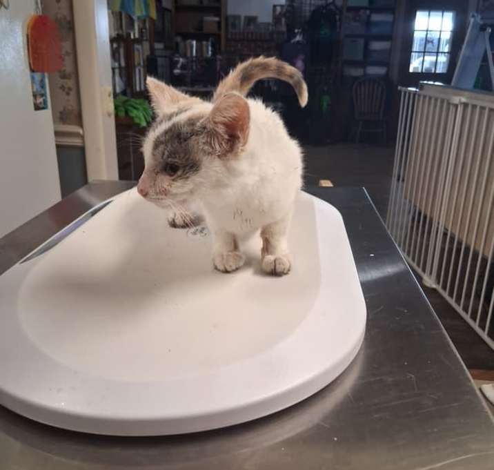 Photo of Marshmallow