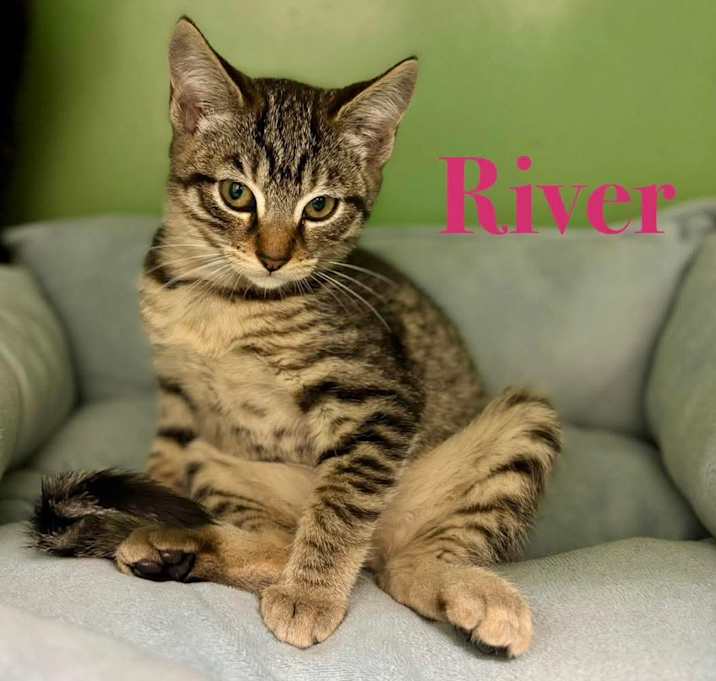 Photo of River