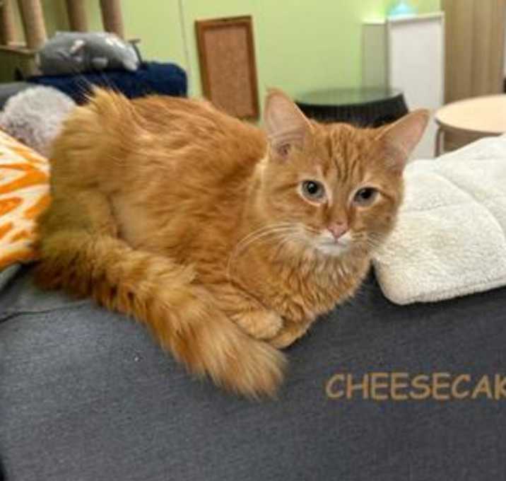 Photo of Cheesecake bond w Hei Hei