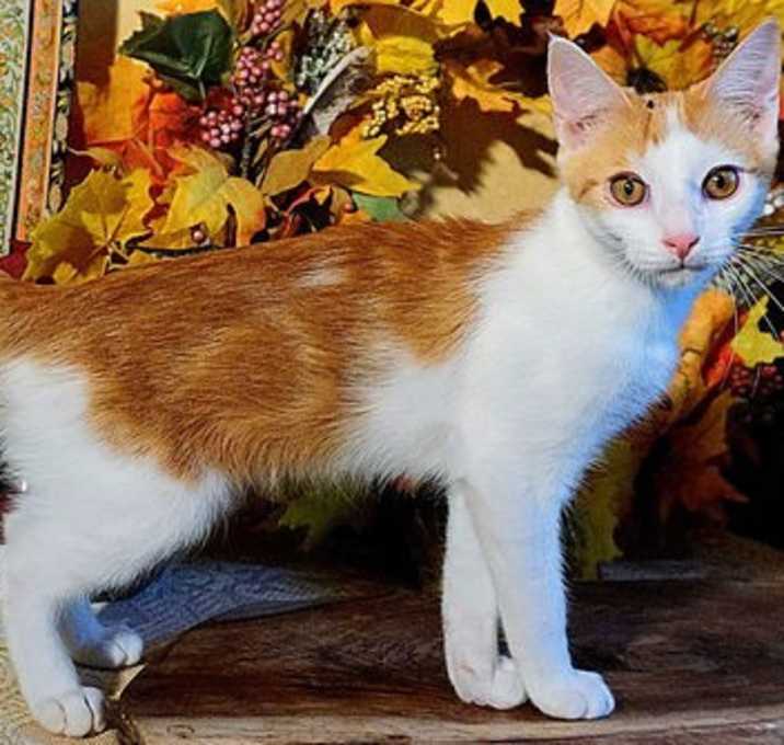 Photo of KITTEN CLARENCE