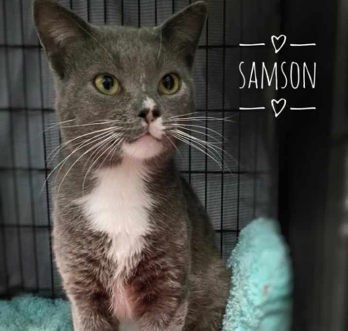 Photo of Samson