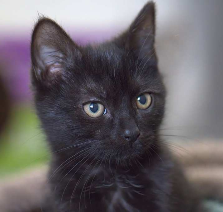 Photo of Boom Boom (In Foster)