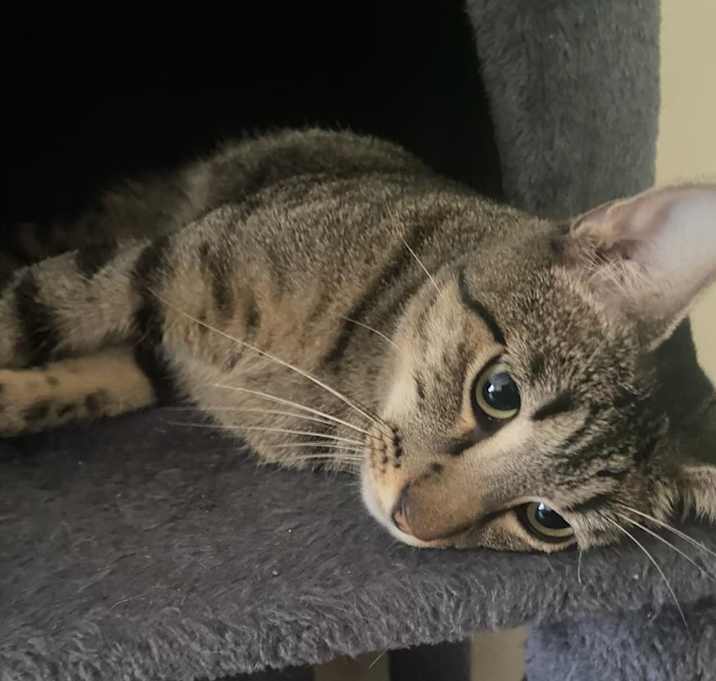 Photo of Tigger & Tux