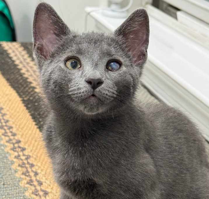 Photo of French Onion