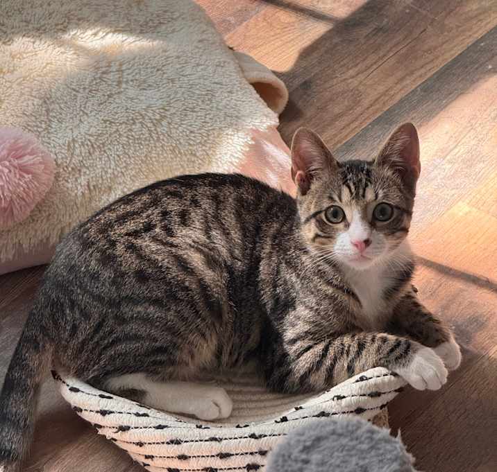 Photo of Broccoli Cheddar