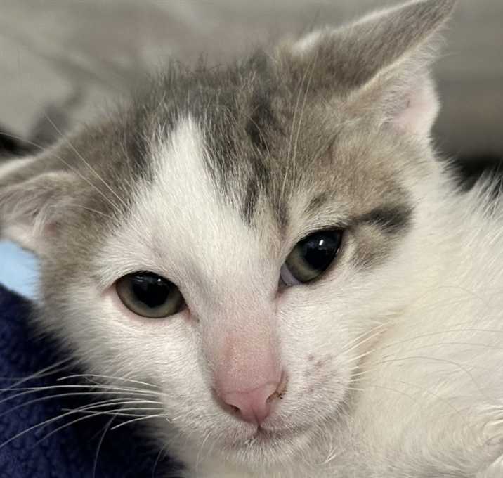 Photo of FRESH BALSAM