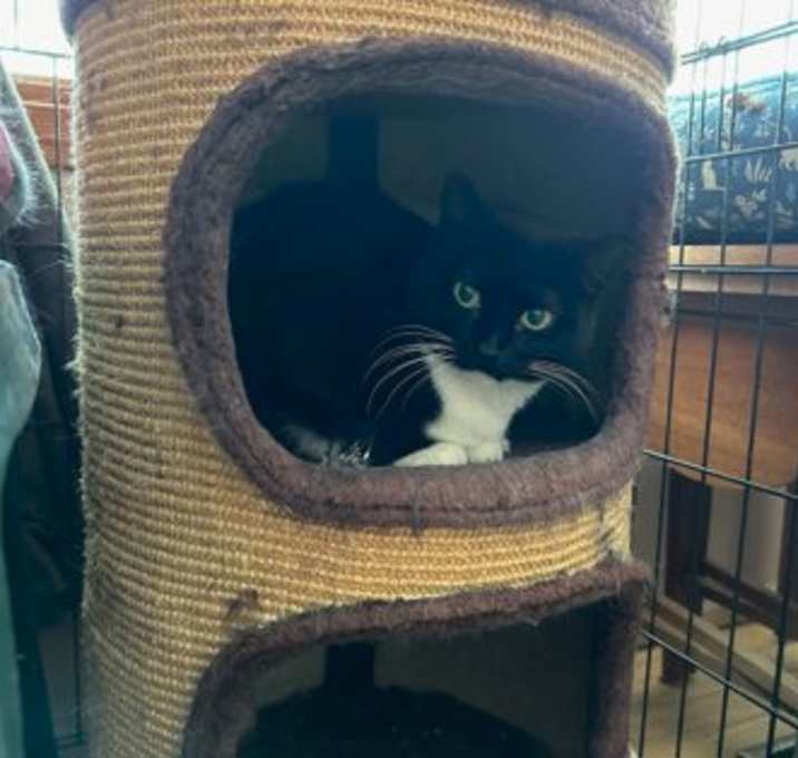 Photo of Prickly Pear