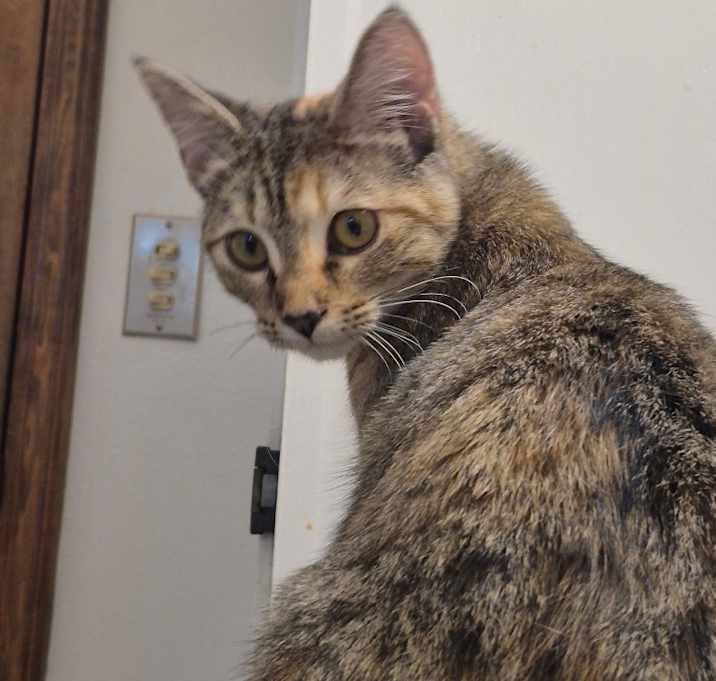 Photo of Floppy (Fiesta)