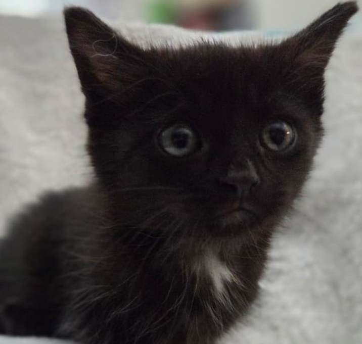 Photo of Maximillian