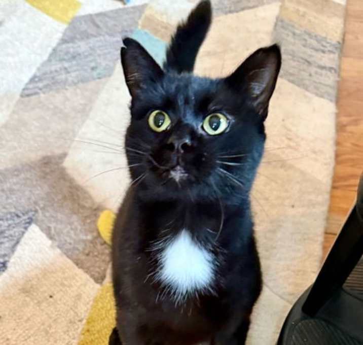 Photo of Moet’ the polydactyl