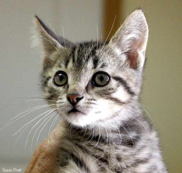 Photo of Buzz Lightyear