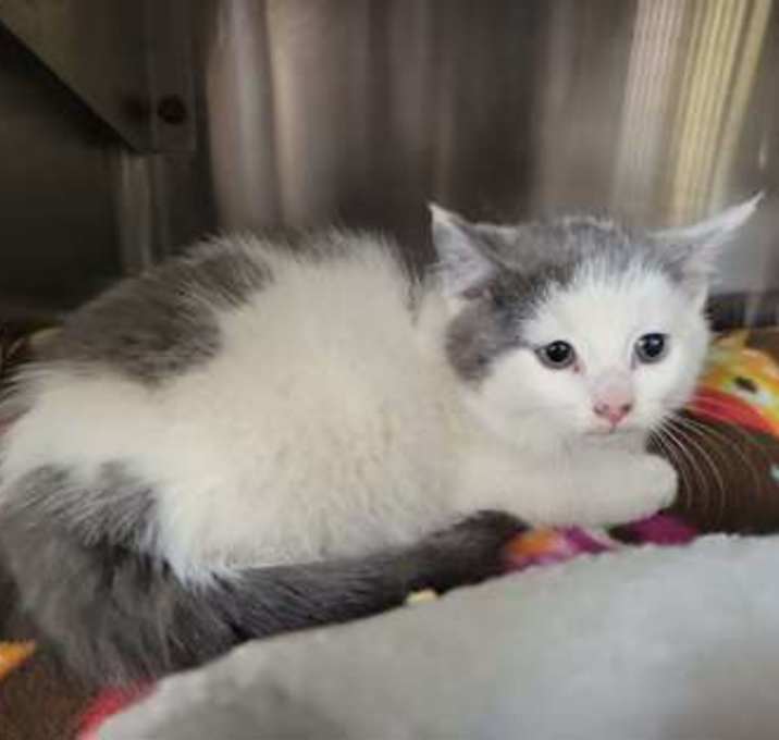 Photo of Gravy *Shy*