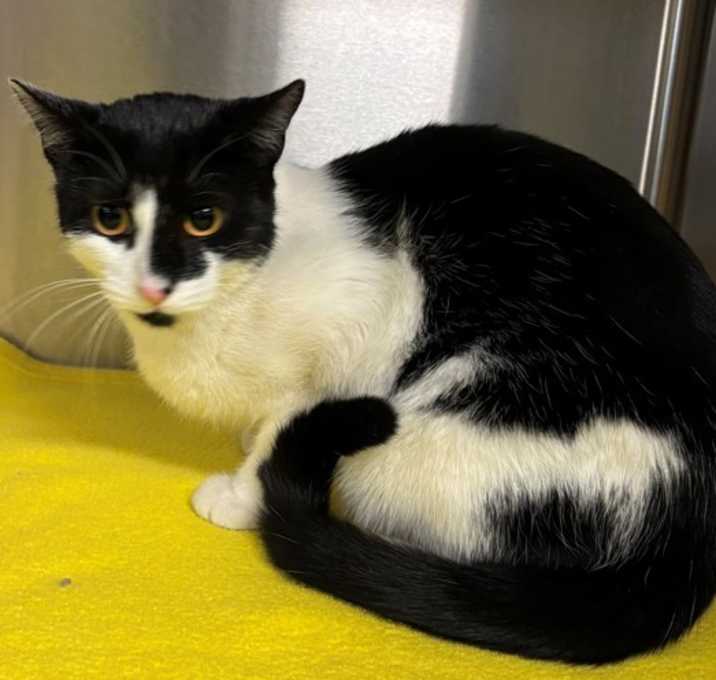 Photo of Blaze 45466