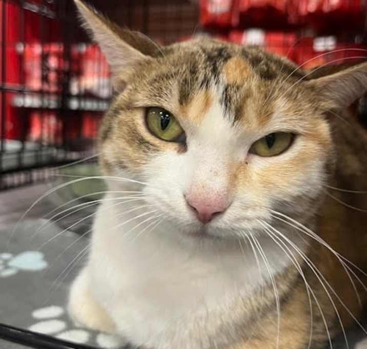 Photo of Smiley the Calico SP