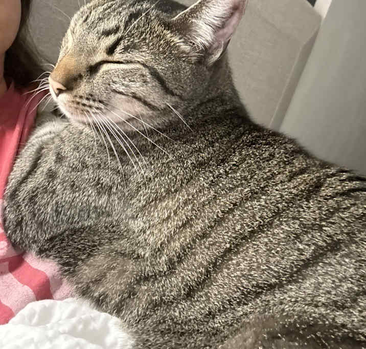 Photo of BoyBoy (Tiger)