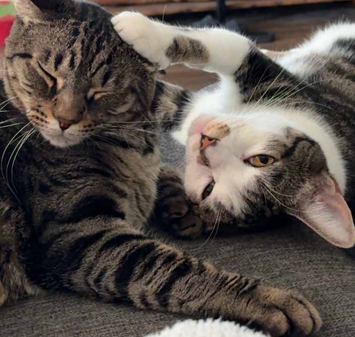 Photo of Juni and Roo