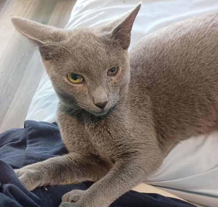 Photo of Smokey (2738)