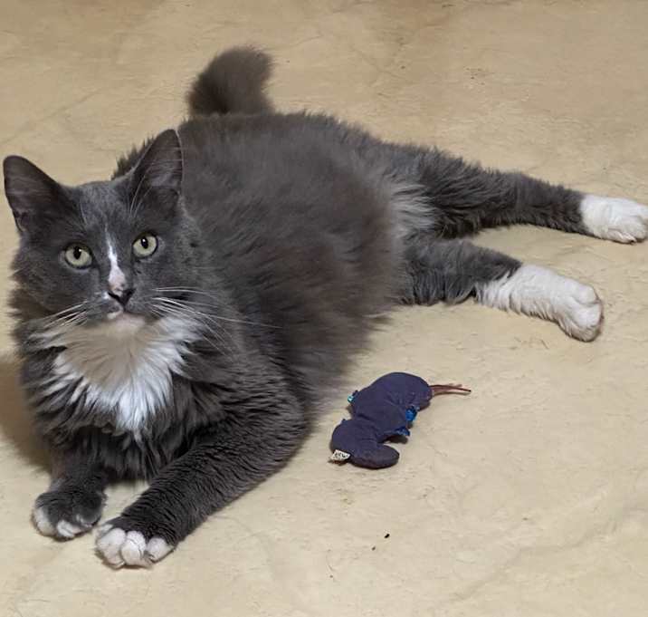 Photo of Mr. Squeakers