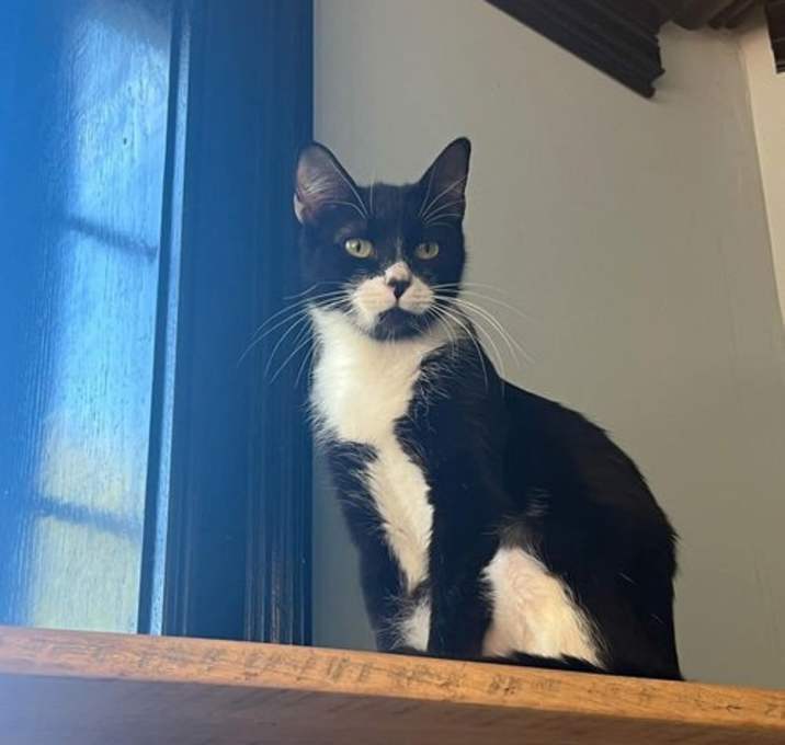 Photo of Duchess 14956BZ 985113010257811MC