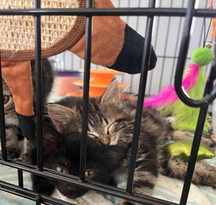 Photo of Sage 14950BZ 985113010260342MC