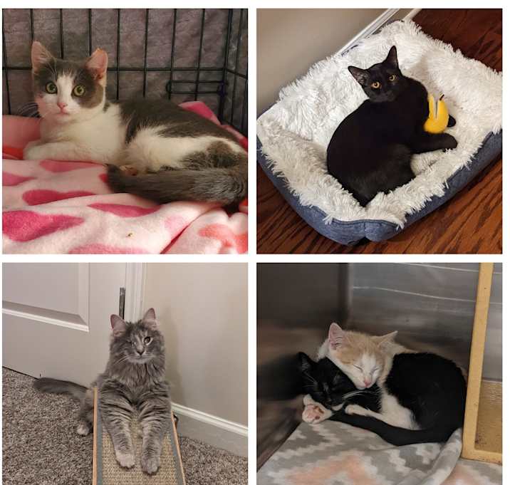 Photo of A-Apply to Adopt