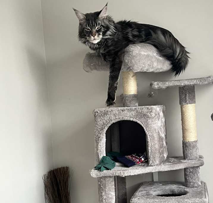 Photo of Coma ingram