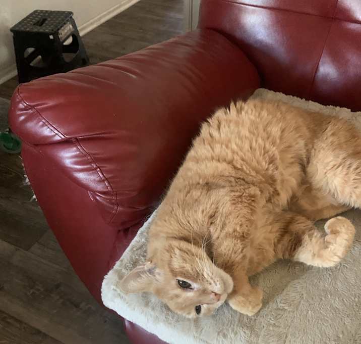 Photo of Cookie and skittles