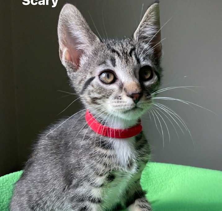 Photo of Scary Spice 