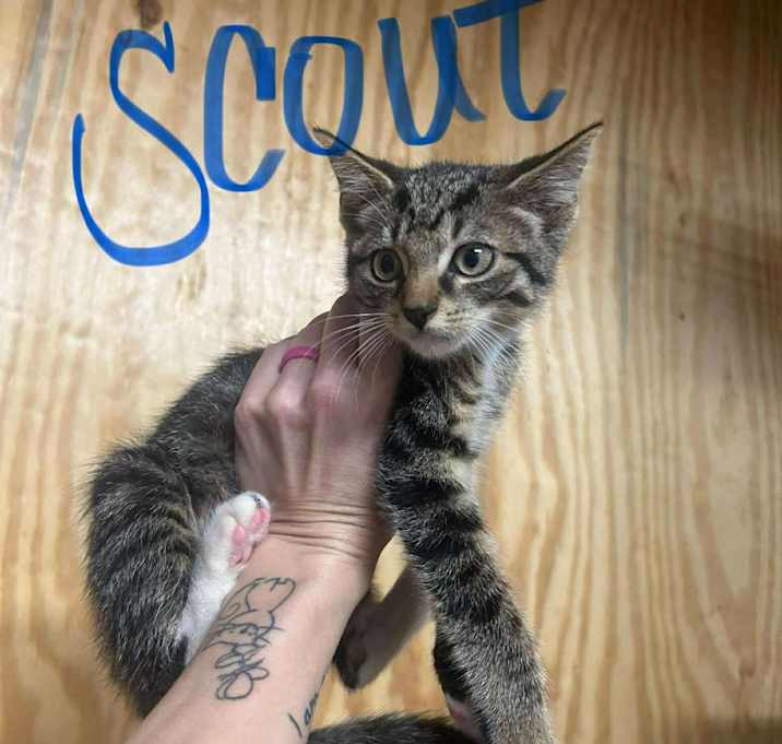 Photo of Scout