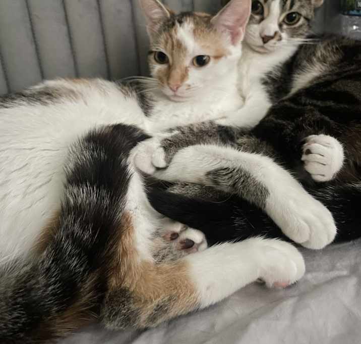 Photo of Kimora and Kalla