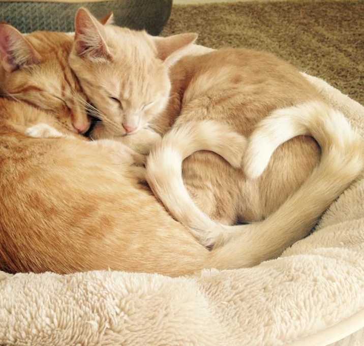 Photo of Fritz and Monkey