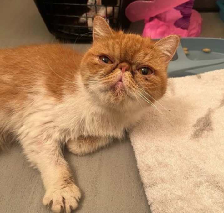 Photo of Bianca (pre-adopt)