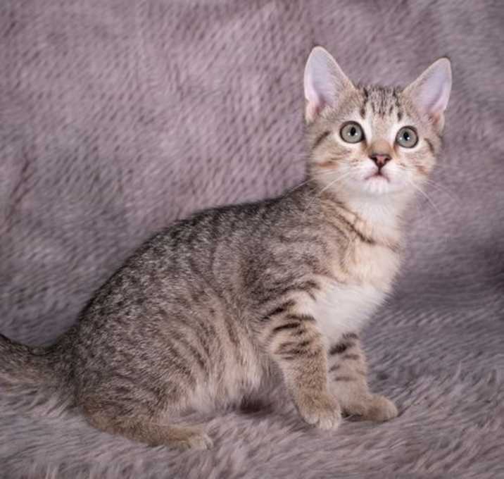 Photo of Picnic Basket - Andrea foster