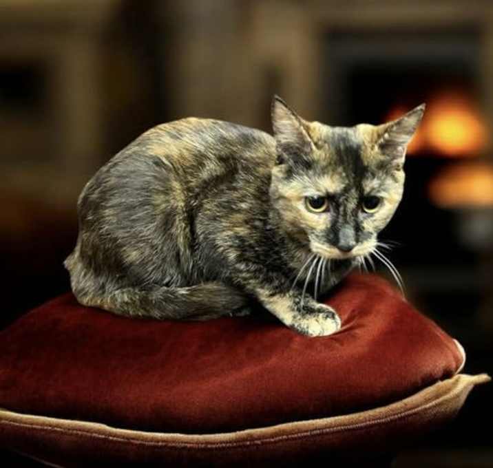 Photo of T.T. (foster cat)