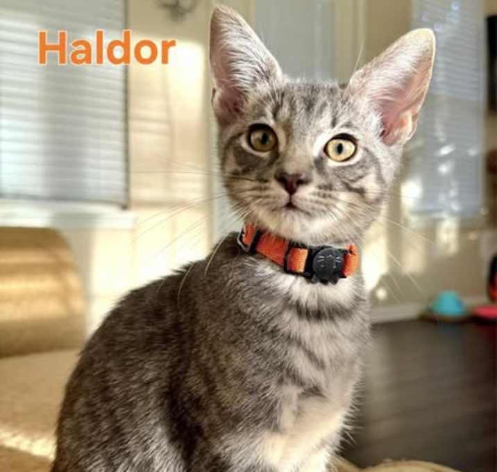 Photo of Haldor