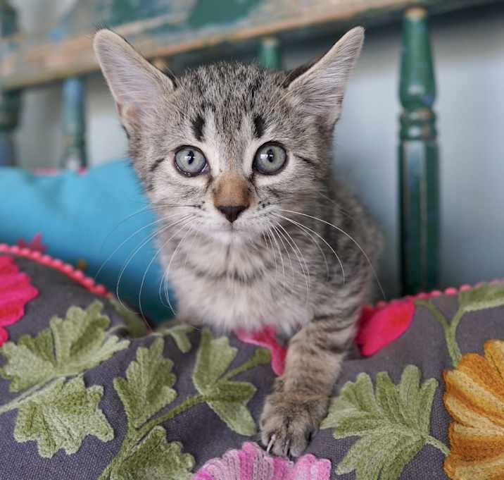 Photo of Mick Jagger