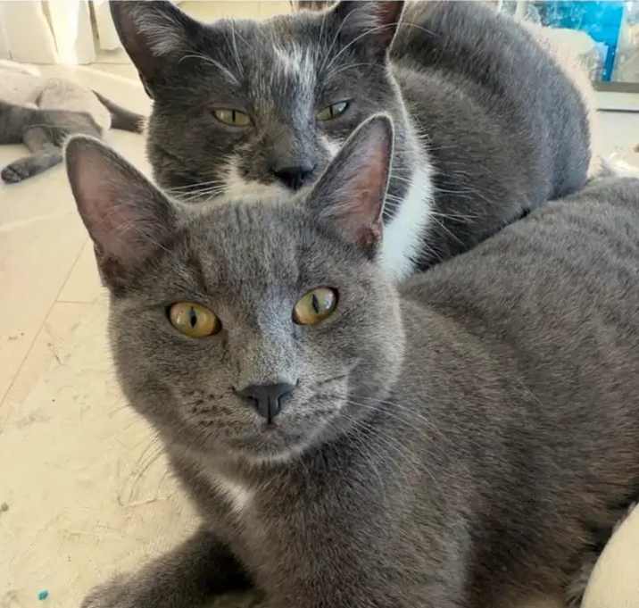 Photo of Russian Blue Kittens