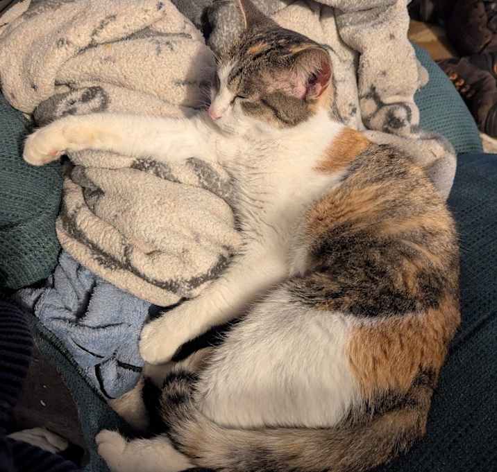 Photo of Calico Jackie