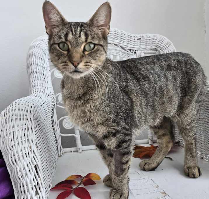 Photo of Momma Llama 55535