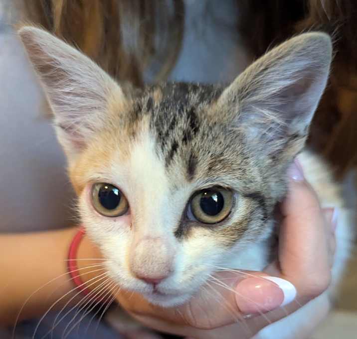 Photo of Second Slice