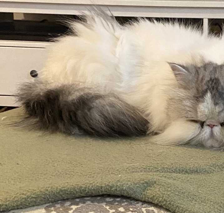 Photo of Mister Snowflake