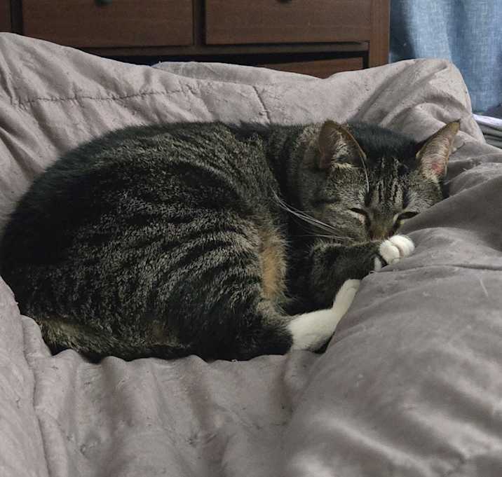 Photo of Luna - Home to Home