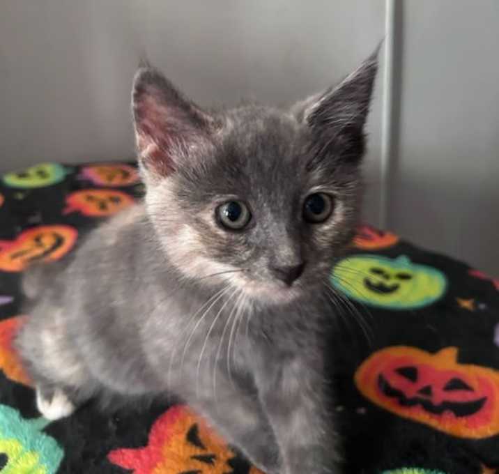 Photo of Whiskey (& Sienna)