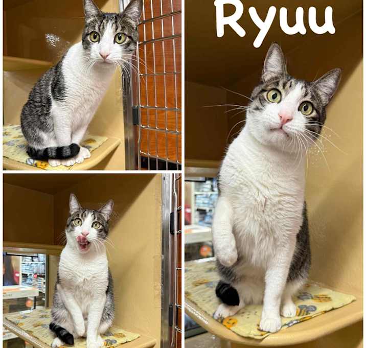 Photo of Ryuu