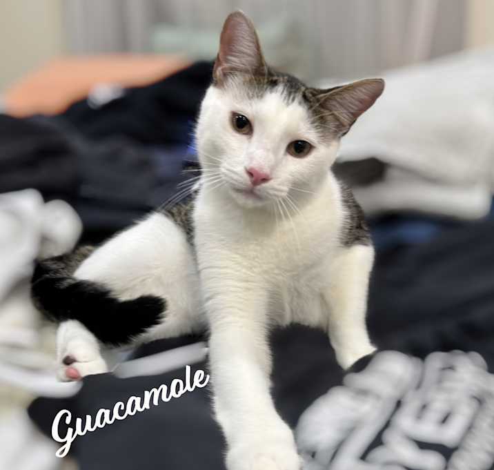 Photo of Guacamole #brother-of-Chip