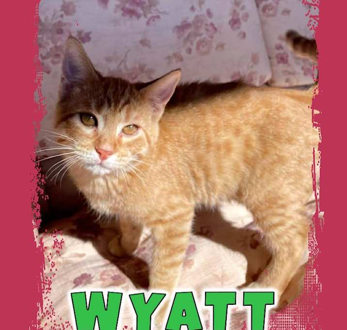 Photo of Wyatt