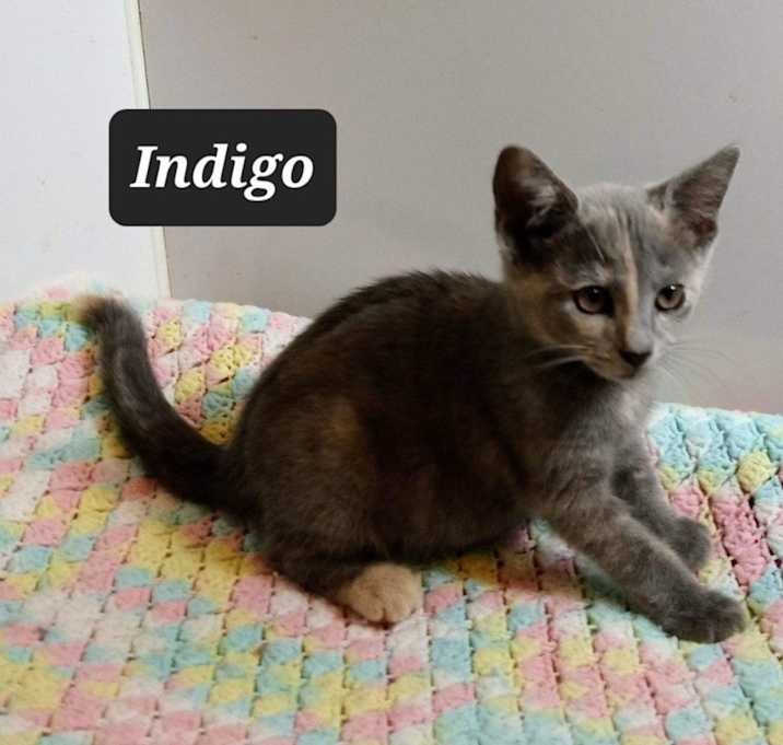 Photo of Indigo